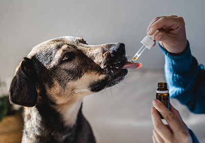 Dog being given medicine with pipet