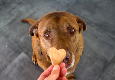 Dog being given treat