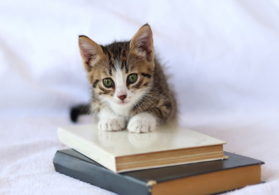 Kitten sitting on a stack of books