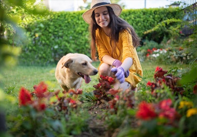 Dog with owner in garden