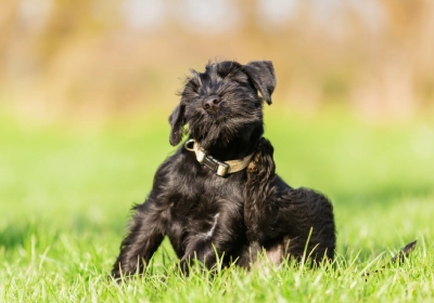 Dog scratching neck