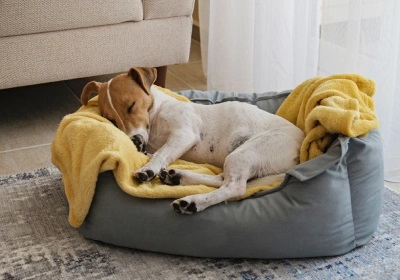 Dog sleeping on blanket in dog bed