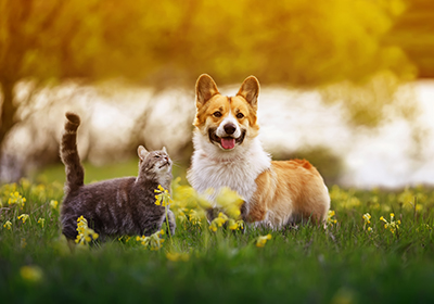 cat and dog standing in a field