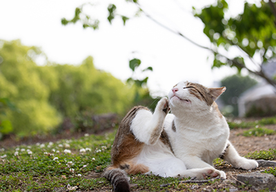 Cat scratching its face