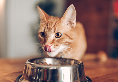 Cat eating from metal bowl
