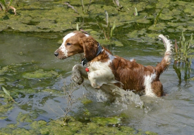 dog playing in water