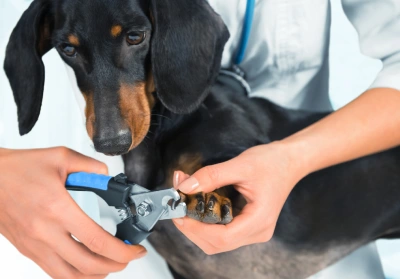 clipping dog's nails