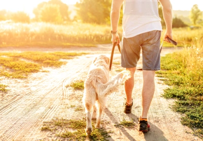Dog being walked by owner