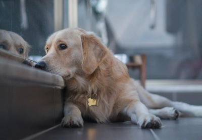 Dog resting head on step