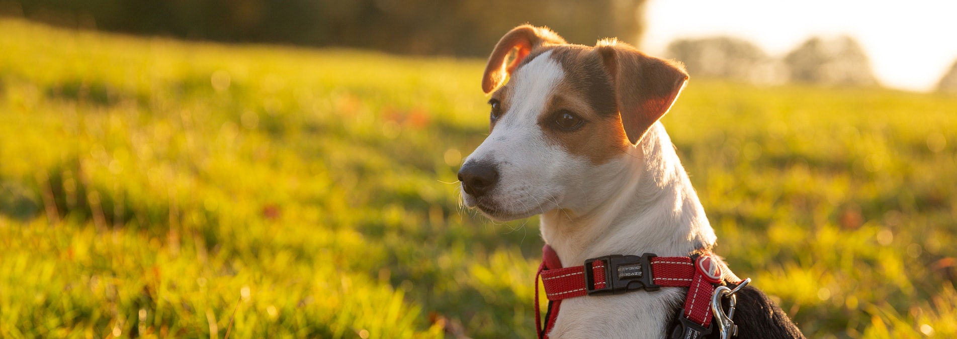 St Clair Veterinary Group animal hospital in Kirkcaldy, Fife