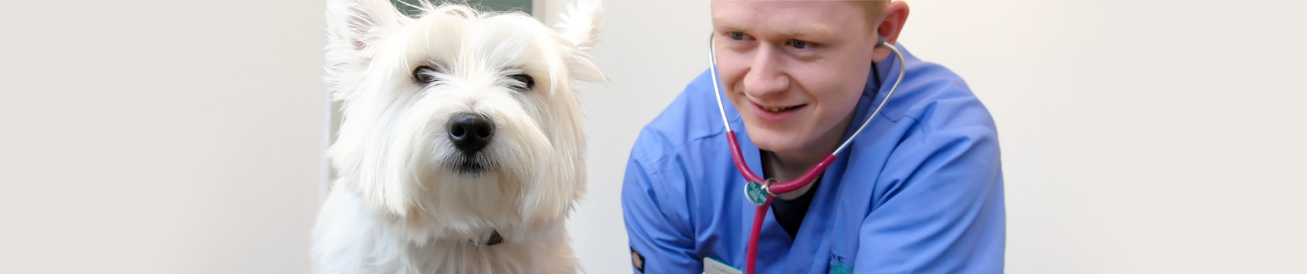 Specialist Services from St Clair Veterinary Group in Fife