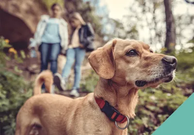 walking dog article