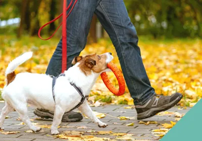 Walking dog safely